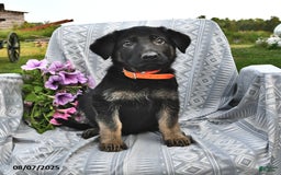 German Shepherd dogs for sale: Diana - Image 2