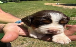 English Springer Spaniel dogs for sale: Female 2 - Image 4