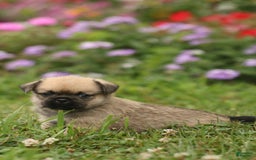 Shih Tzu dogs for sale: Lily - Image 1