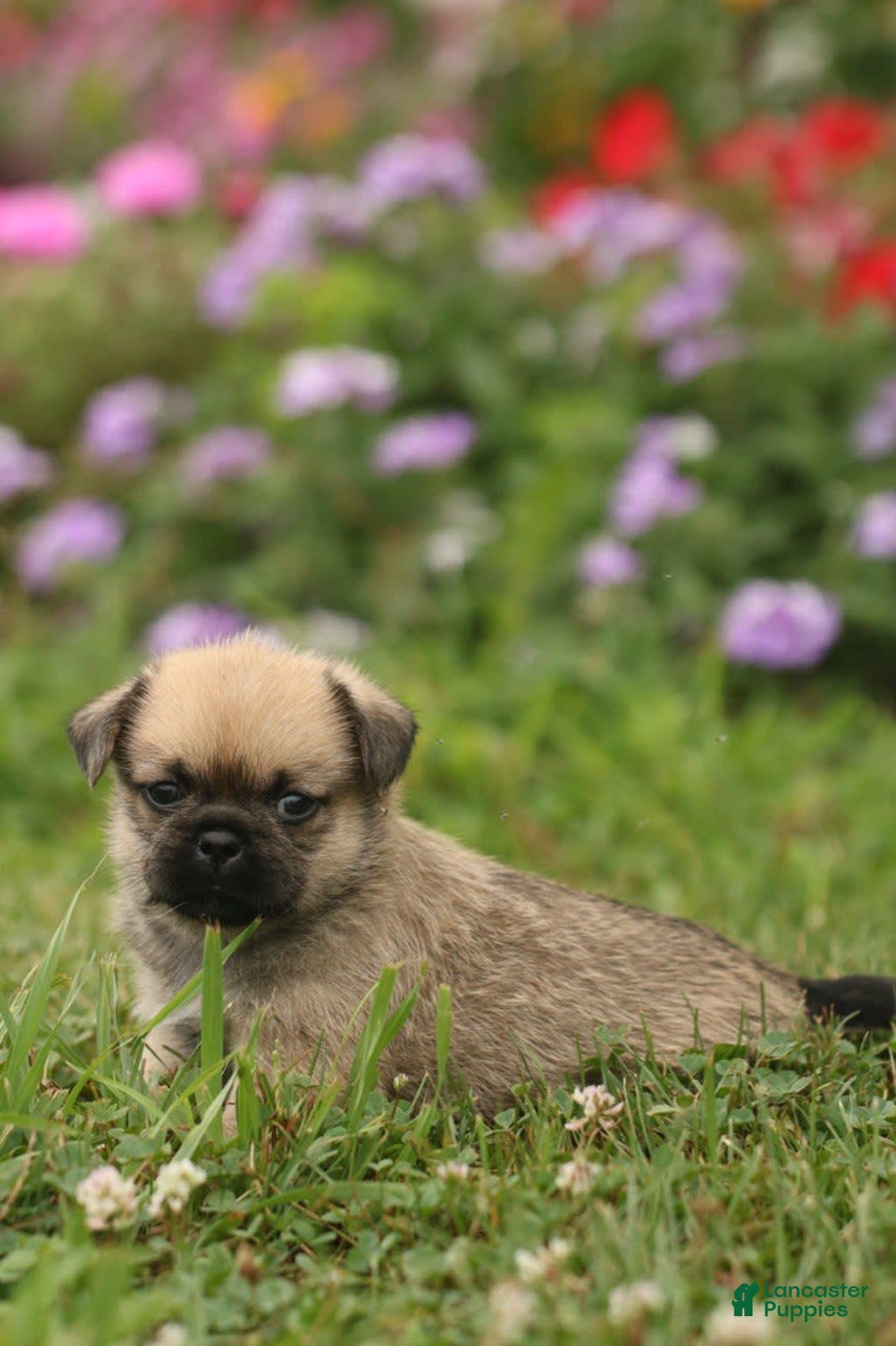 Shih Tzu dogs for sale: Lily - Image 1