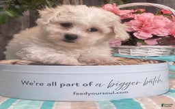 Bichon Frise dogs for sale: Biscuit - Image 1