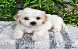Cavachon dogs for sale: Millie - Image 5