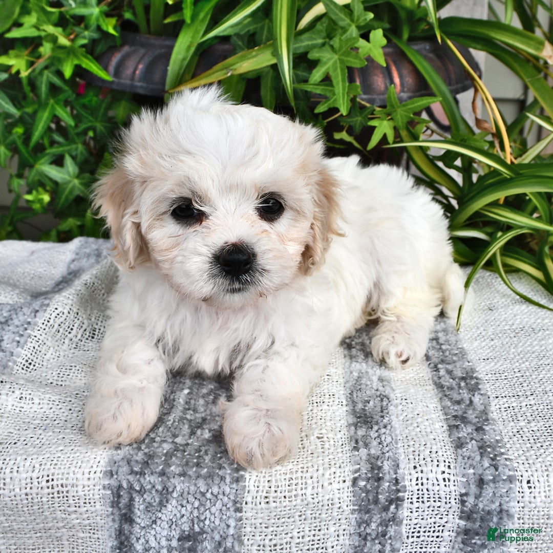 Cavachon dogs for sale: Millie - Image 5