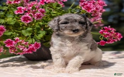 Mini Bernedoodle dogs for sale: Sasha - Image 11
