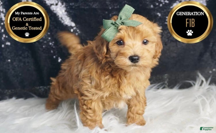 Maltipoo dogs for sale - Ad 3