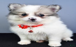 Pomeranian dogs for sale: Sophie - Image 7