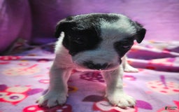 Border Collie dogs for sale: Dolly - Image 21