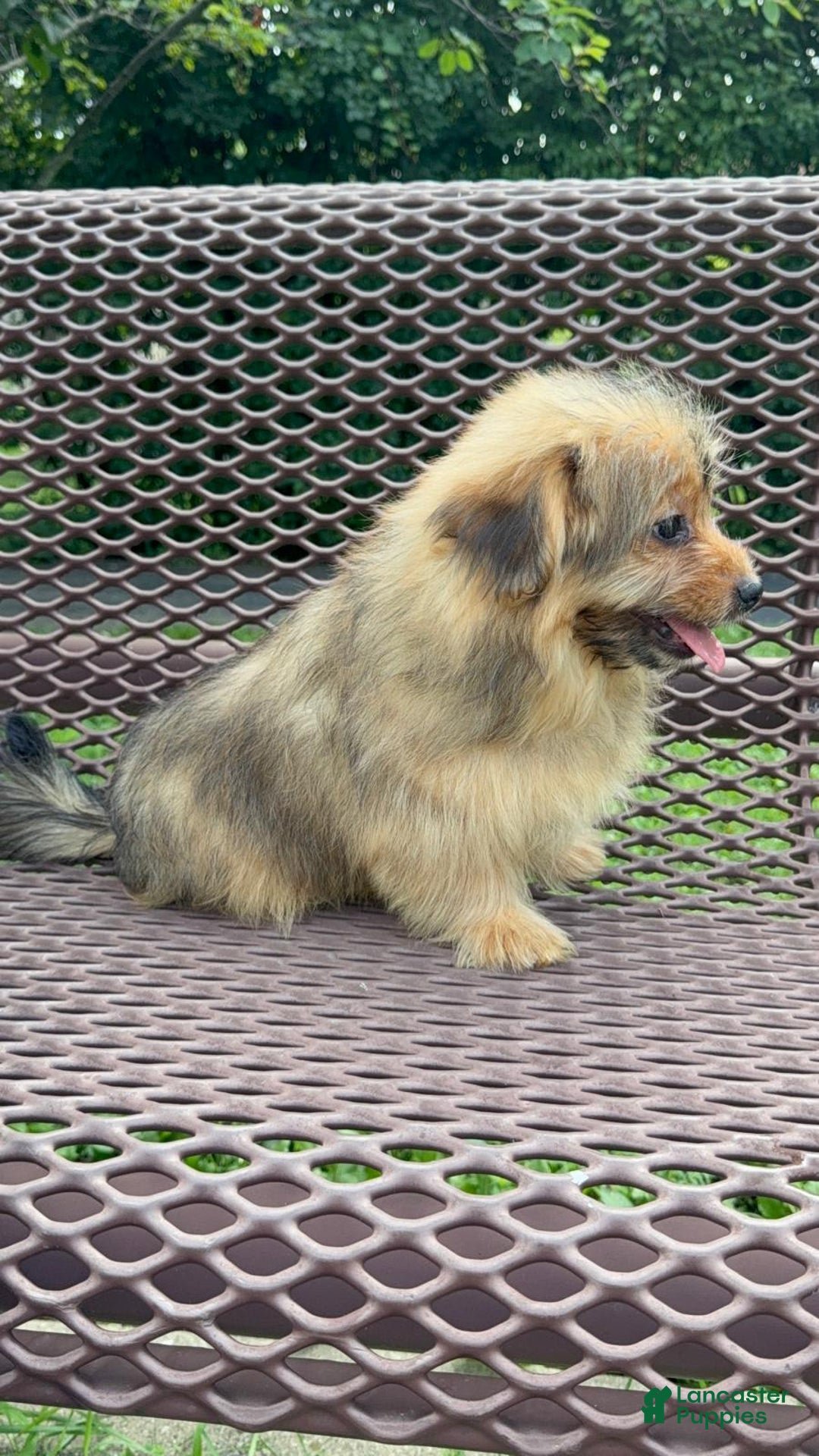 Yorkshire Terrier dogs for sale: Berry - Image 10