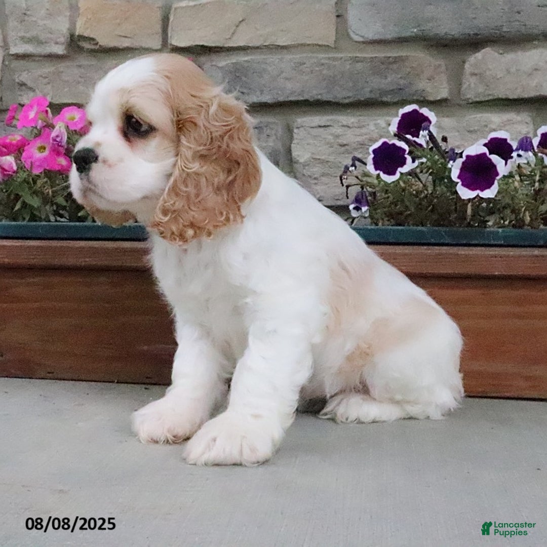 Cocker Spaniel dogs for sale: Ozzy - Image 6