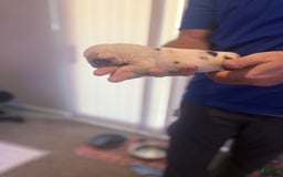 Olde English Bulldogge dogs for sale: Ghost - Image 2