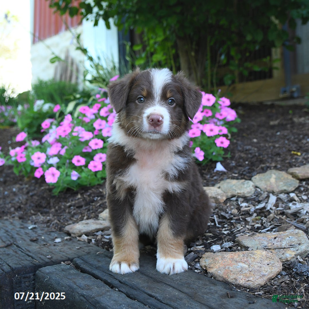 Australian Shepherd dogs for sale: Boots - Image 4