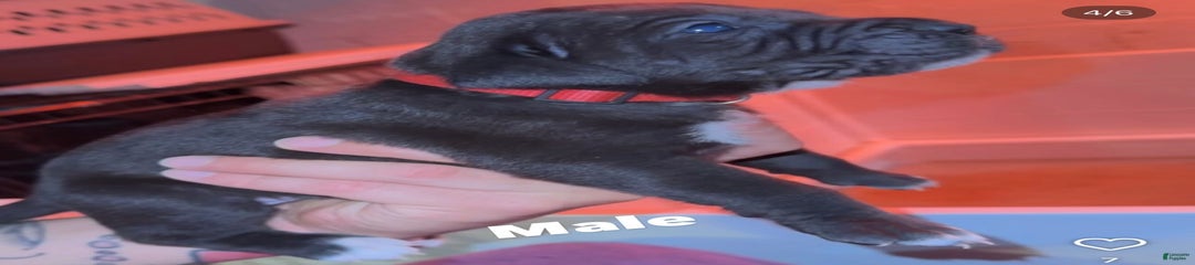Nacho