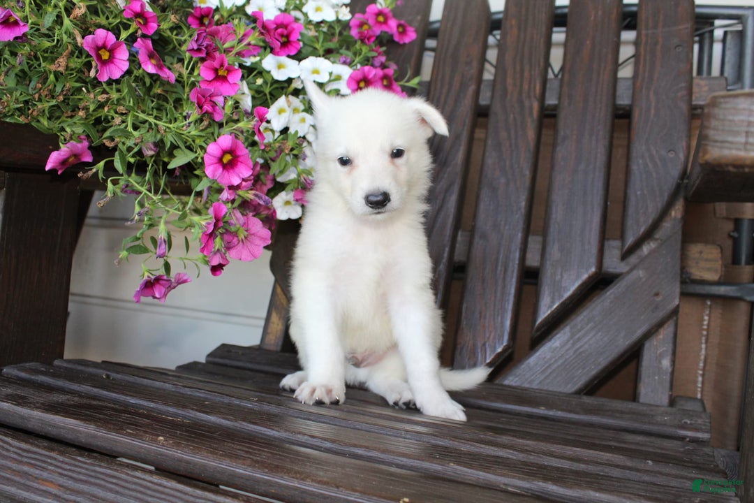 German Shepherd dogs for sale: Junior - Image 3