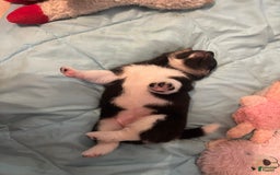 Shiba Inu dogs for sale: Coco Bean - Image 10