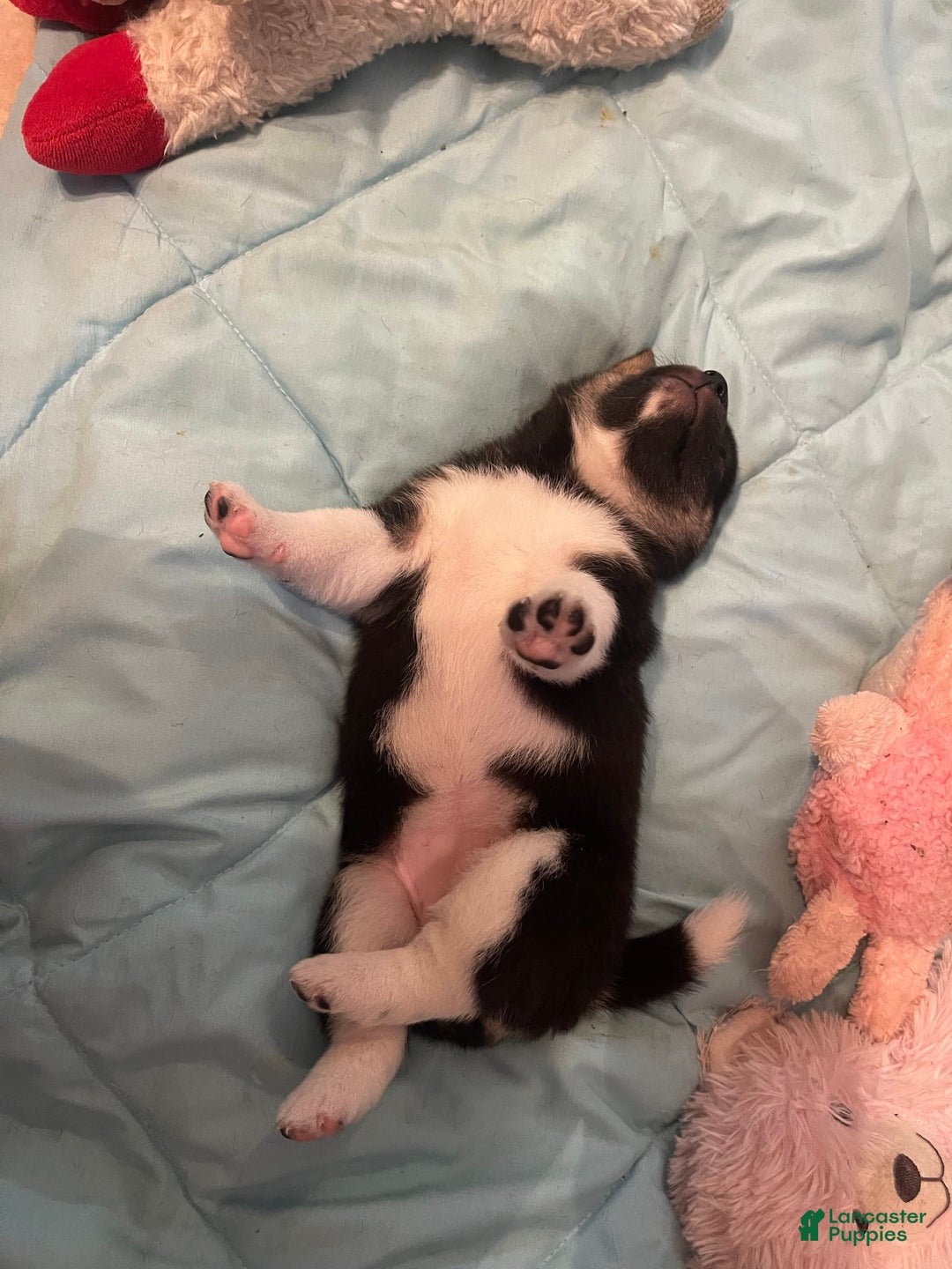 Shiba Inu dogs for sale: Coco Bean - Image 10