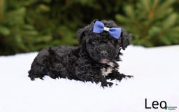 Bichpoo dogs for sale: Leo - Image 2