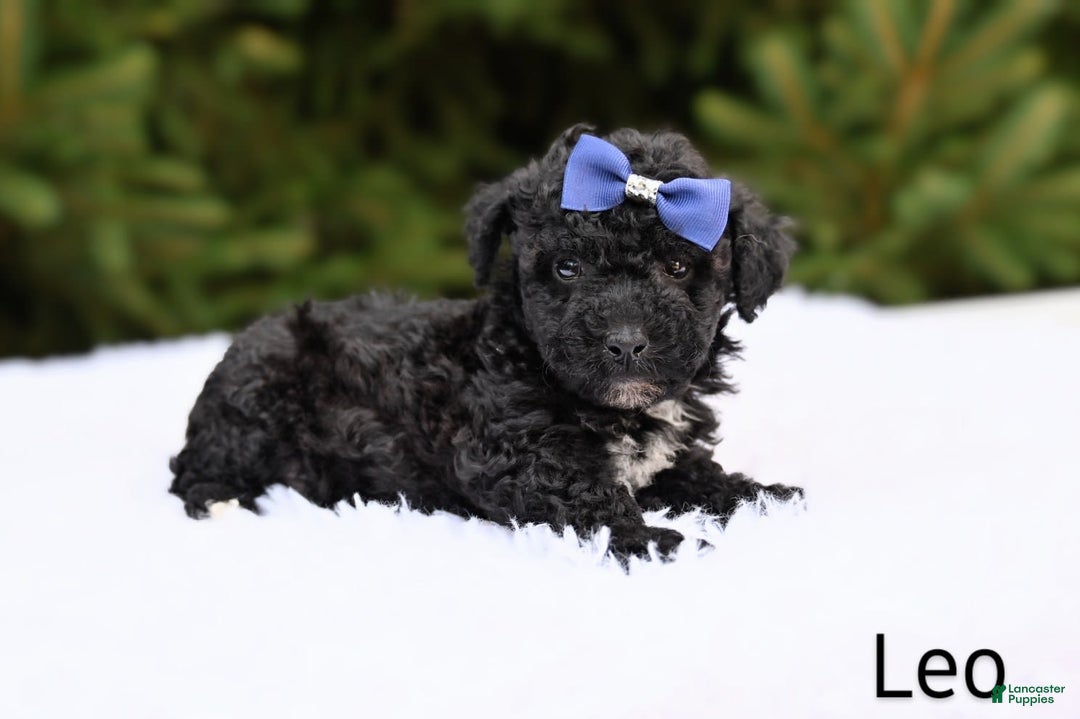 Bichpoo dogs for sale: Leo - Image 2