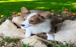 Welsh Corgi Pembroke dogs for sale: Teeka Fluffy - Image 23