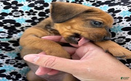 Miniature Pinscher dogs for sale: Cookie - Image 5