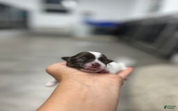 Chihuahua dogs for sale: Tat - Image 3