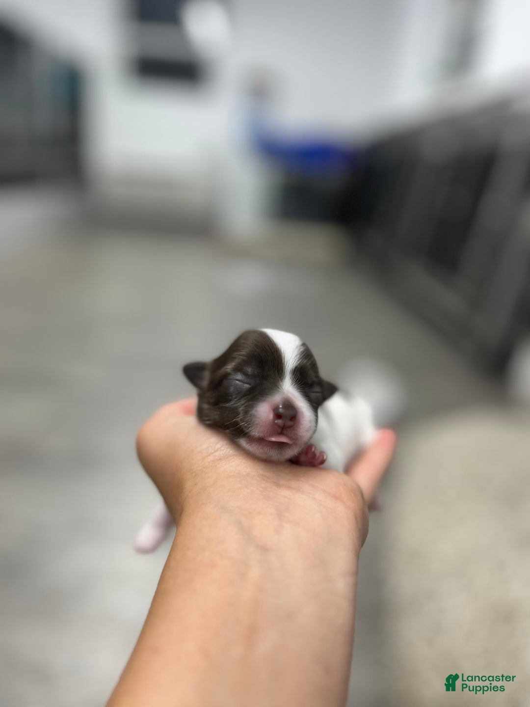 Chihuahua dogs for sale: Tat - Image 3