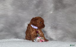 Mini Goldendoodle dogs for sale: Cami - Image 21