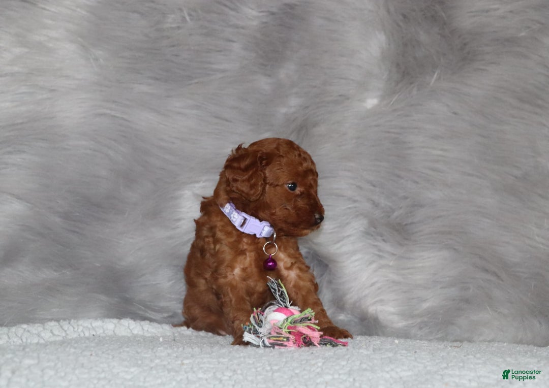 Mini Goldendoodle dogs for sale: Cami - Image 21