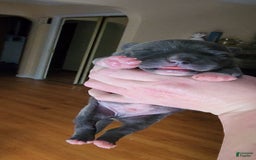 American Bully dogs for sale: Batman - Image 5