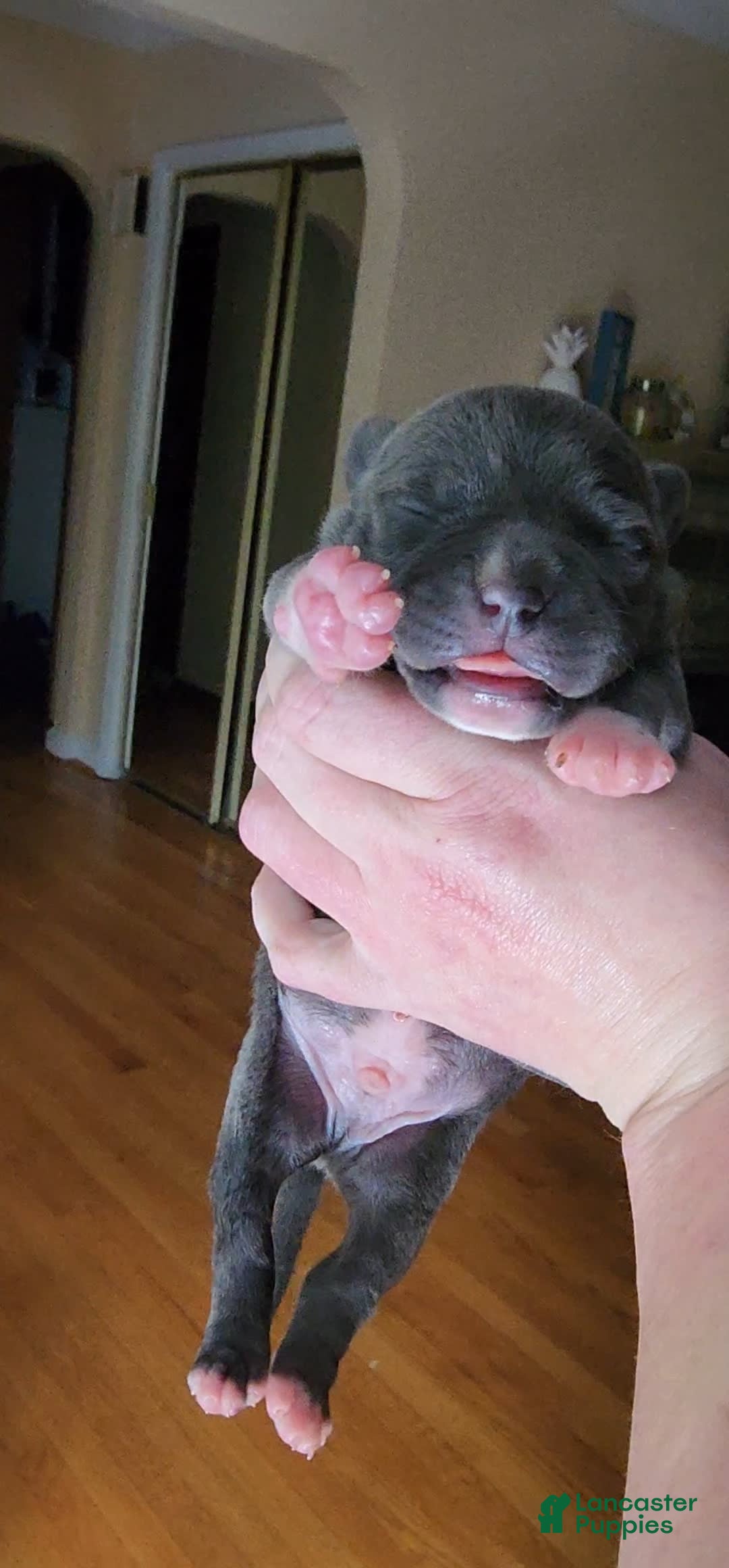 American Bully dogs for sale: Batman - Image 5