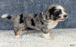 Bernedoodle dogs for sale: Lainey - Image 1