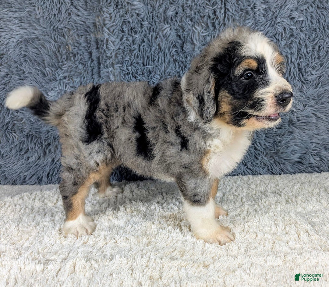 Bernedoodle dogs for sale: Lainey - Image 1