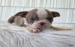 Boston Terrier dogs for sale: Jewel - Image 5