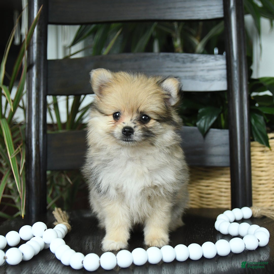 Pomeranian dogs for sale: Ivy - Image 1