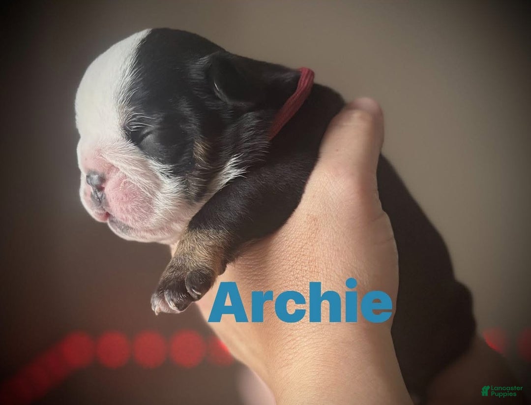 English Bulldog dogs for sale: Archie - Image 1