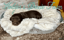 Miniature Dachshund dogs for sale: Barney - Image 7