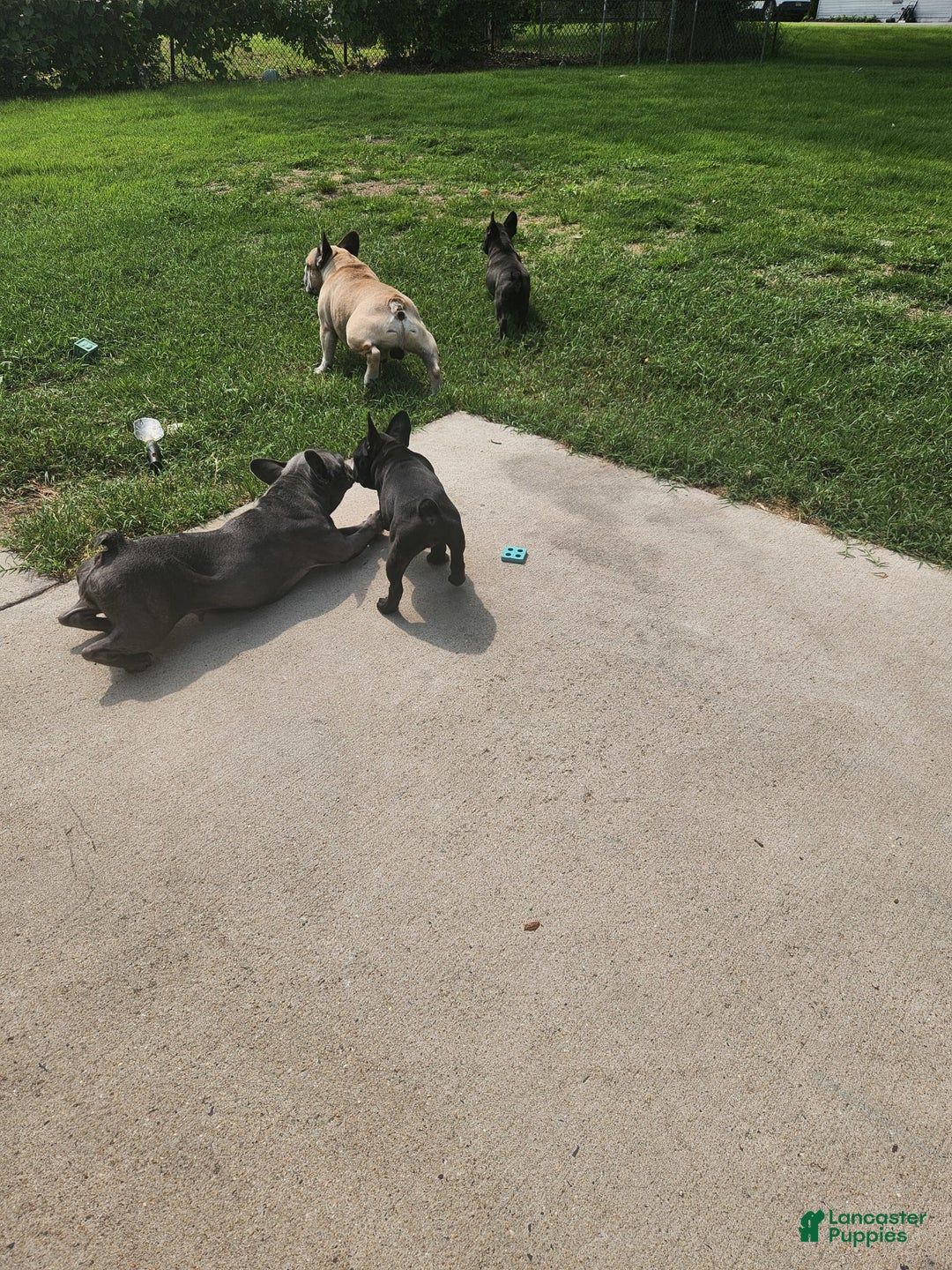 French Bulldog dogs for sale: Coco - Image 6