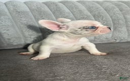 French Bulldog dogs for sale: Barbie - Image 5