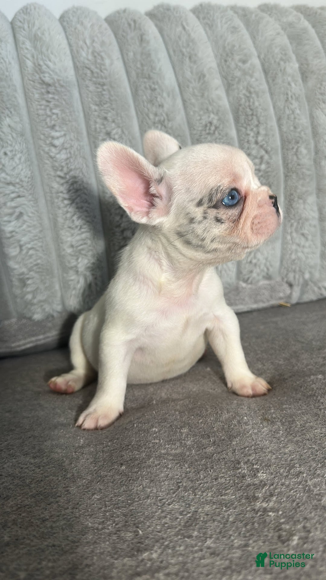 French Bulldog dogs for sale: Barbie - Image 5