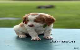 Brittany Spaniel dogs for sale: Jameson - Image 2