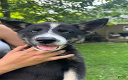 Gerberian Shepsky dogs for sale: Princess - Image 3
