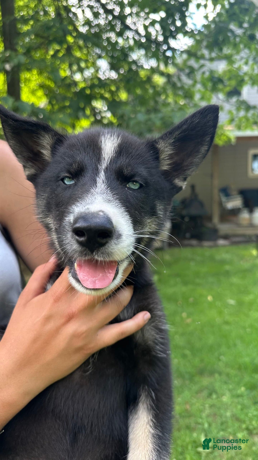 Gerberian Shepsky dogs for sale: Princess - Image 3