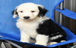 Sheepadoodle dogs for sale: Benji - Image 7