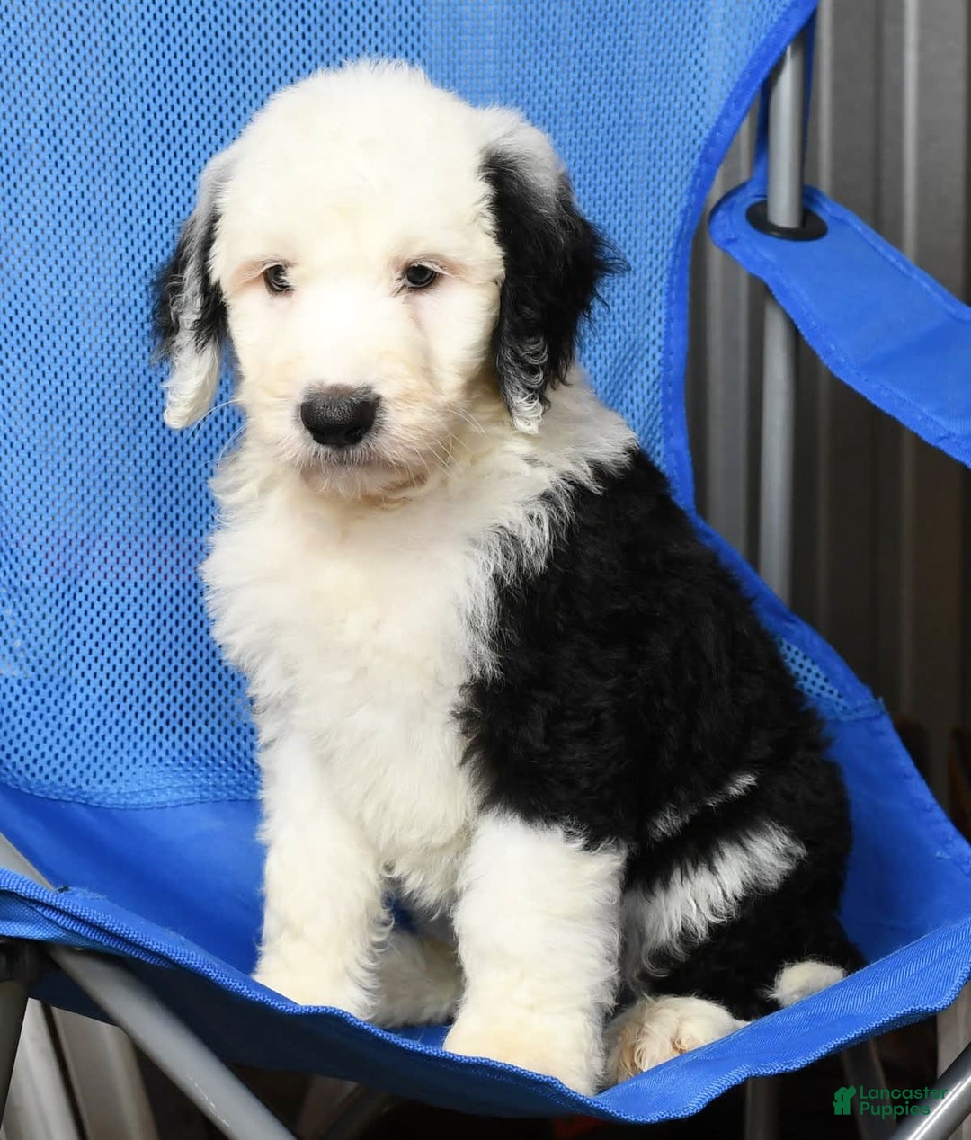 Sheepadoodle dogs for sale: Benji - Image 7