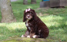 Cockapoo dogs for sale: Precious - Image 18