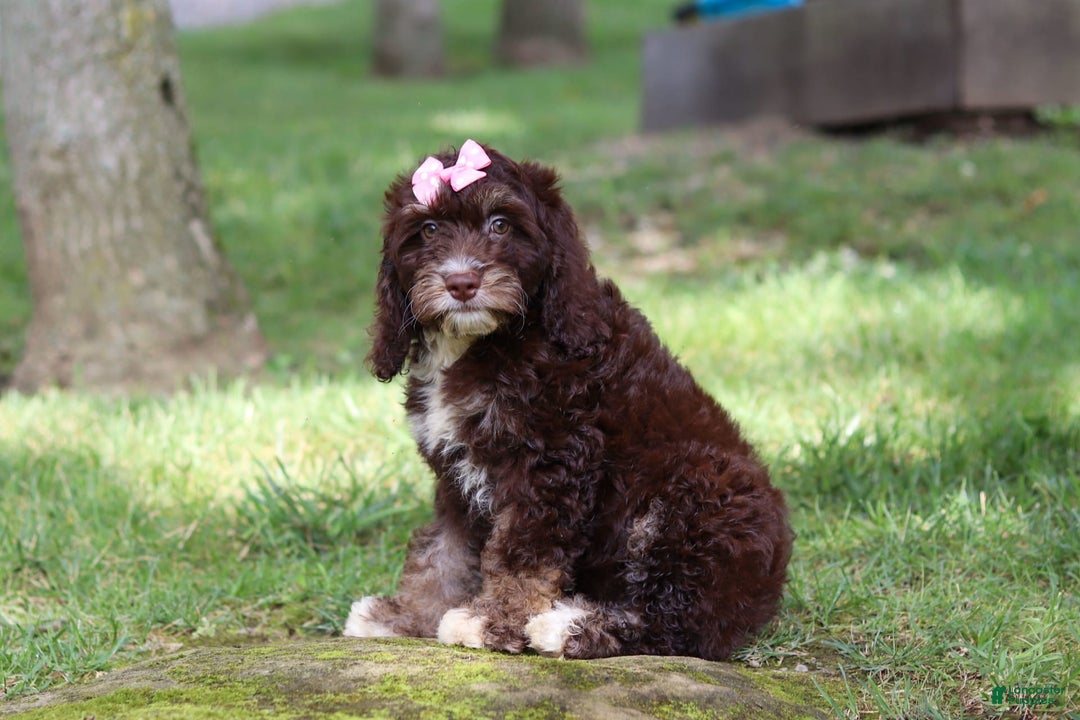 Cockapoo dogs for sale: Precious - Image 18