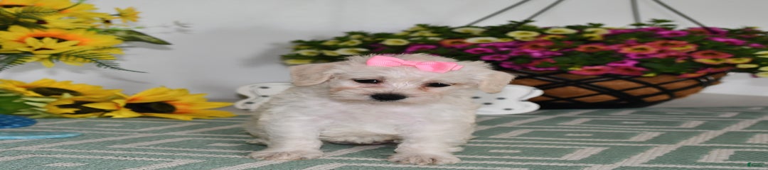Lily