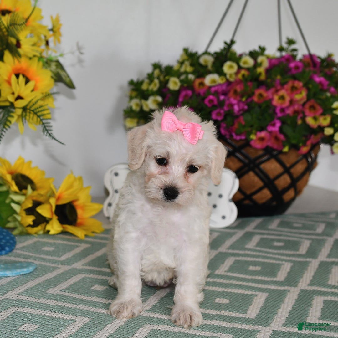 Schnoodle dogs for sale: Lily - Image 15