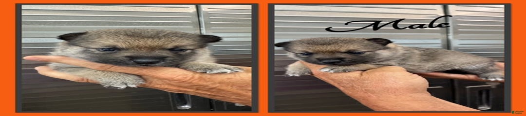 Falcon