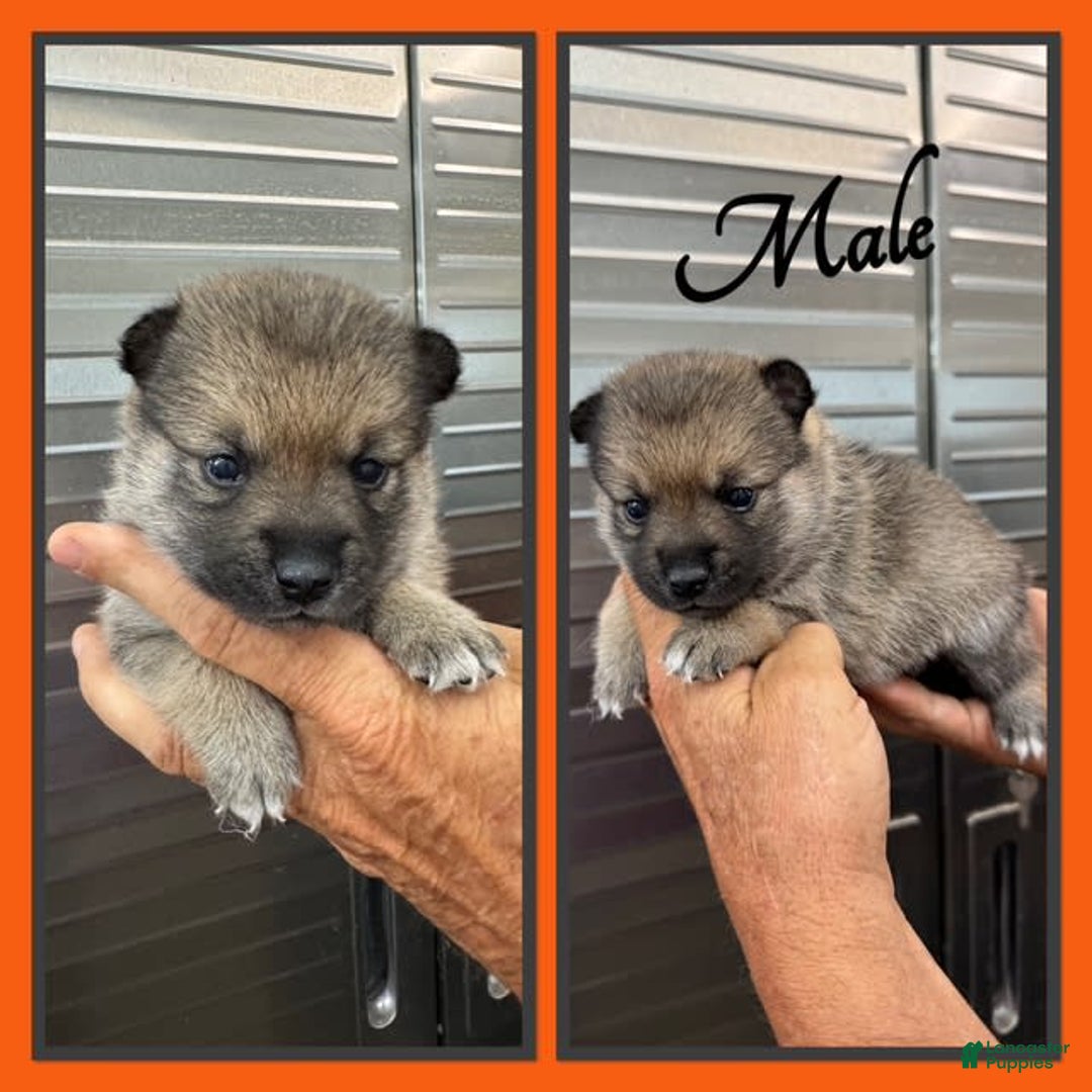 Alaskan Klee Kai dogs for sale: Falcon - Image 1