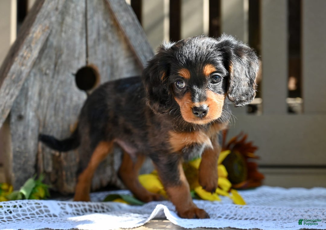 Cavapoo dogs for sale: Rex - Image 2
